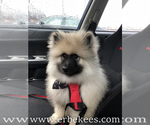 Small Photo #47 Keeshond Puppy For Sale in FAYETTEVILLE, TN, USA