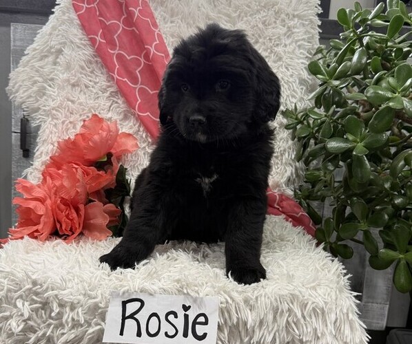 Medium Photo #3 Bernese Mountain Dog Puppy For Sale in THORP, WI, USA