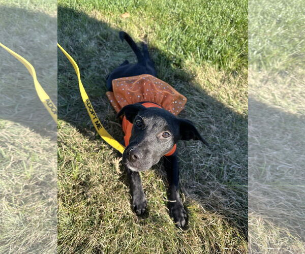 Medium Photo #3 Labrador Retriever-Unknown Mix Puppy For Sale in Overland Park, KS, USA