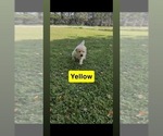 Small #8 Golden Retriever