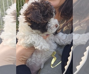 Poodle (Toy) Puppy for sale in GLENWOOD, IA, USA
