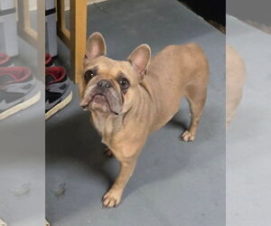 French Bulldog Dogs for adoption in Modesto, CA, USA