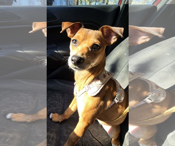 Medium Photo #1 Chihuahua-Unknown Mix Puppy For Sale in Oakhurst, NJ, USA