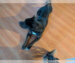 Small #5 American Staffordshire Terrier Mix