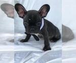 Small Photo #2 French Bulldog Puppy For Sale in PROVIDENCE, RI, USA
