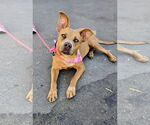 Small #13 American Staffordshire Terrier-Labrador Retriever Mix