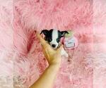 Small #28 Chihuahua