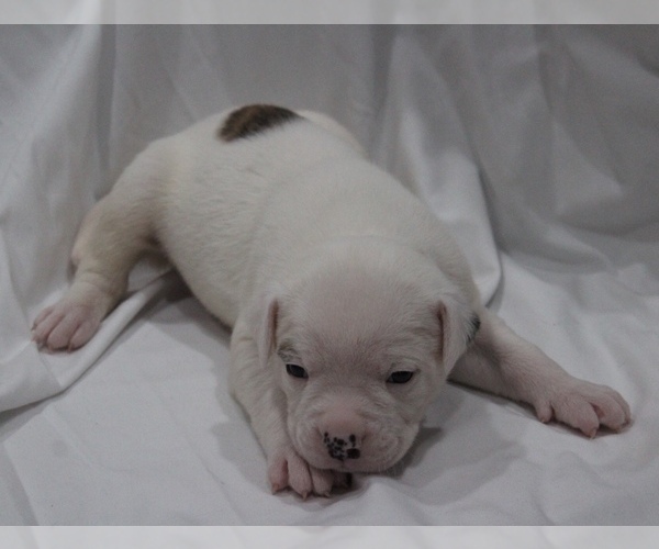 Medium Photo #21 American Bulldog Puppy For Sale in MECHANICSVILLE, VA, USA