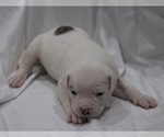 Small Photo #21 American Bulldog Puppy For Sale in MECHANICSVILLE, VA, USA