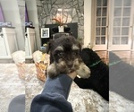 Puppy 5 Schnoodle (Miniature)