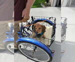 Small #2 Dachshund