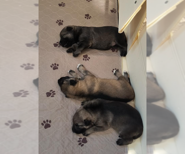 Medium Photo #1 German Shepherd Dog Puppy For Sale in Kansas City, MO, USA