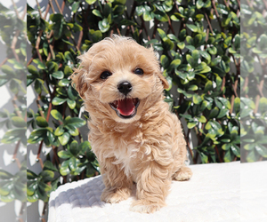 Maltipoo Puppy for sale in LITTLEROCK, CA, USA