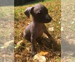 Small Photo #7 Xoloitzcuintli (Mexican Hairless) Puppy For Sale in BOX CANYON, CA, USA