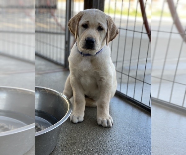 Medium Photo #1 Labrador Retriever Puppy For Sale in OAKLEY, CA, USA
