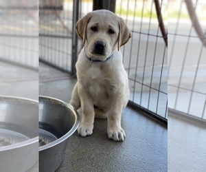 Labrador Retriever Puppy for sale in OAKLEY, CA, USA