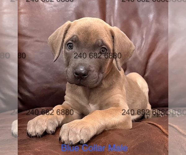 Medium Photo #1 Cane Corso Puppy For Sale in LA PLATA, MD, USA