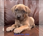 Puppy Blue Collar M Cane Corso