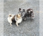Small Photo #1 Pomeranian Puppy For Sale in EAU CLAIRE, WI, USA