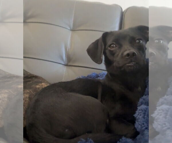 Medium Photo #2 Chihuahua-Unknown Mix Puppy For Sale in Sandy, UT, USA