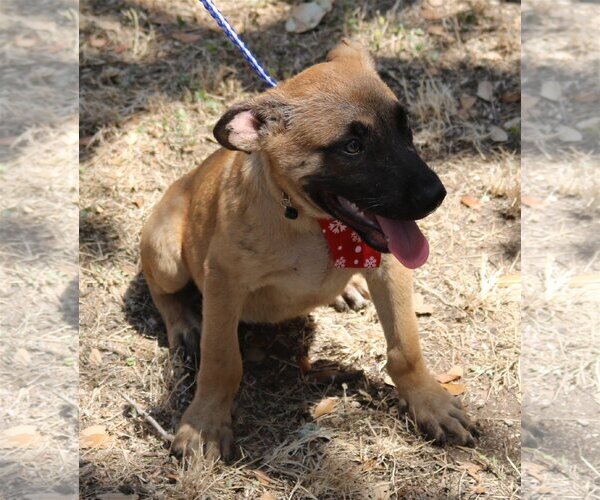 Medium Photo #2 Labrador Retriever-Unknown Mix Puppy For Sale in Bandera, TX, USA