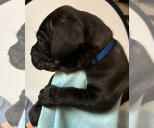Cane Corso Puppy for sale in CAMBY, IN, USA