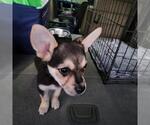 Small #4 French Bullhuahua