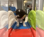 Small #4 Portuguese Water Dog