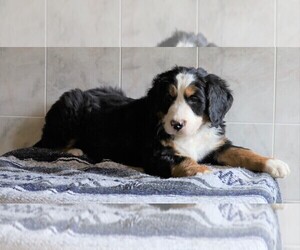 Bernese Mountain Dog Puppy for sale in FREDERICKSBG, OH, USA