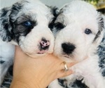 Small #17 Sheepadoodle