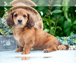 Puppy Ruby Dachshund