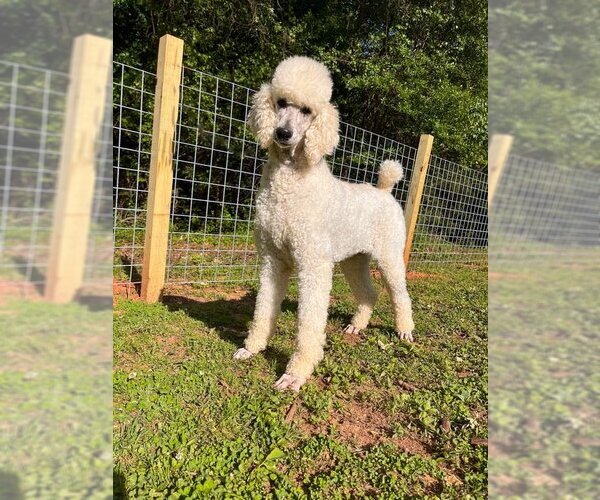 Medium Photo #3 Poodle (Standard) Puppy For Sale in Pacolet, SC, USA