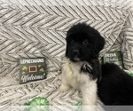 Small Photo #11 Newfoundland Puppy For Sale in TREMONTON, UT, USA