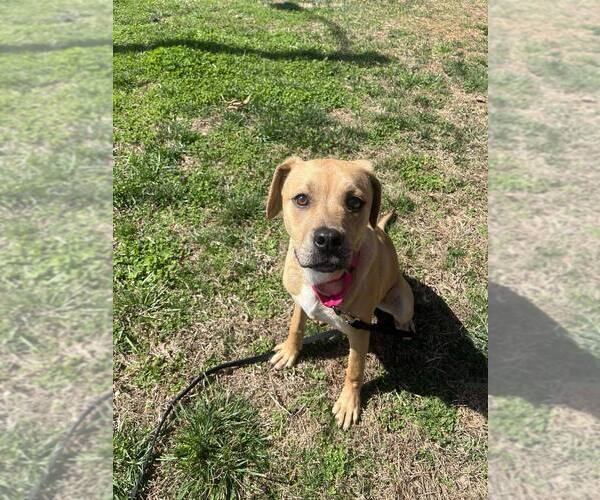 Medium Photo #1 Mutt Puppy For Sale in Candler, NC, USA