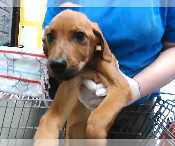 Medium Photo #1 Labrador Retriever-Unknown Mix Puppy For Sale in Tulsa, OK, USA