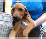 Small Labrador Retriever Mix