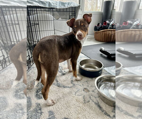 Medium Photo #3 Australian Shepherd-Chihuahua Mix Puppy For Sale in Mooresville, NC, USA