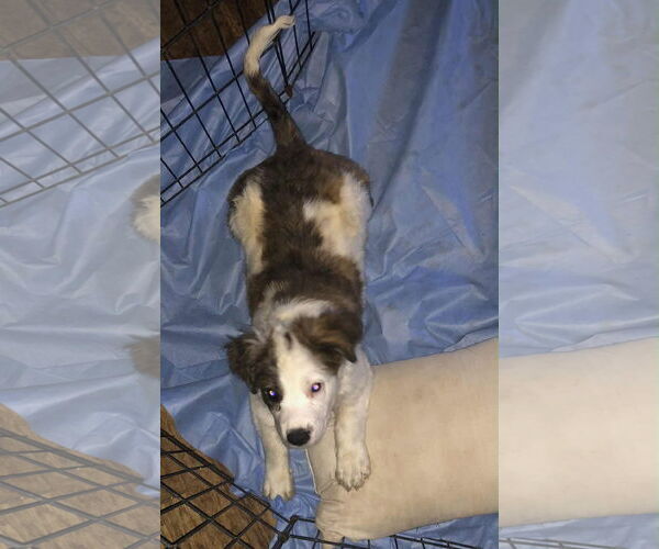 Medium Photo #3 Brittany-Spaniel Mix Puppy For Sale in Grafton, WI, USA