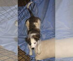 Small #2 Brittany-Spaniel Mix