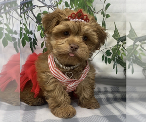 Shorkie Tzu-Yorkshire Terrier Mix Puppy for sale in SELLERSBURG, IN, USA