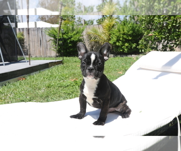 Medium Photo #4 French Bulldog Puppy For Sale in HOLLYWOOD, FL, USA
