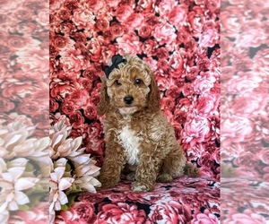 Goldendoodle (Miniature) Puppy for sale in KIRKWOOD, PA, USA