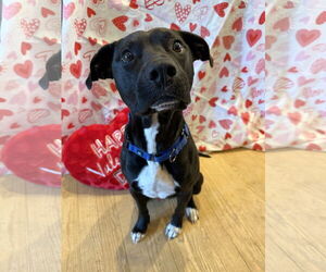 Mutt Dogs for adoption in Woodbury, NY, USA