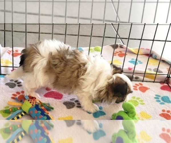 Medium Photo #7 Papitese Puppy For Sale in ORO VALLEY, AZ, USA