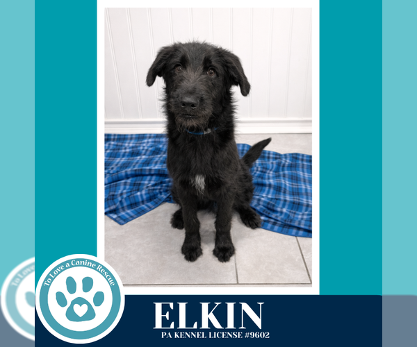 Medium Photo #1 Poodle (Standard)-Unknown Mix Puppy For Sale in Kimberton, PA, USA