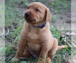 Small #2 Labrador Retriever