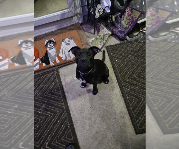 Medium Photo #5 Labrador Retriever-Unknown Mix Puppy For Sale in Springdale, PA, USA