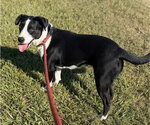 Small Photo #4 Border Collie-Unknown Mix Puppy For Sale in Oakhurst, NJ, USA