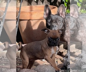 Chug-Pug Mix Puppy for sale in SAN MATEO, CA, USA