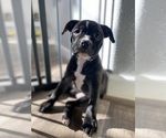 Small Photo #1 Staffordshire Bull Terrier Puppy For Sale in WEST SACRAMENTO, CA, USA